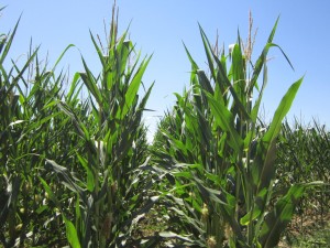 colorado-high-plains-corn-1024